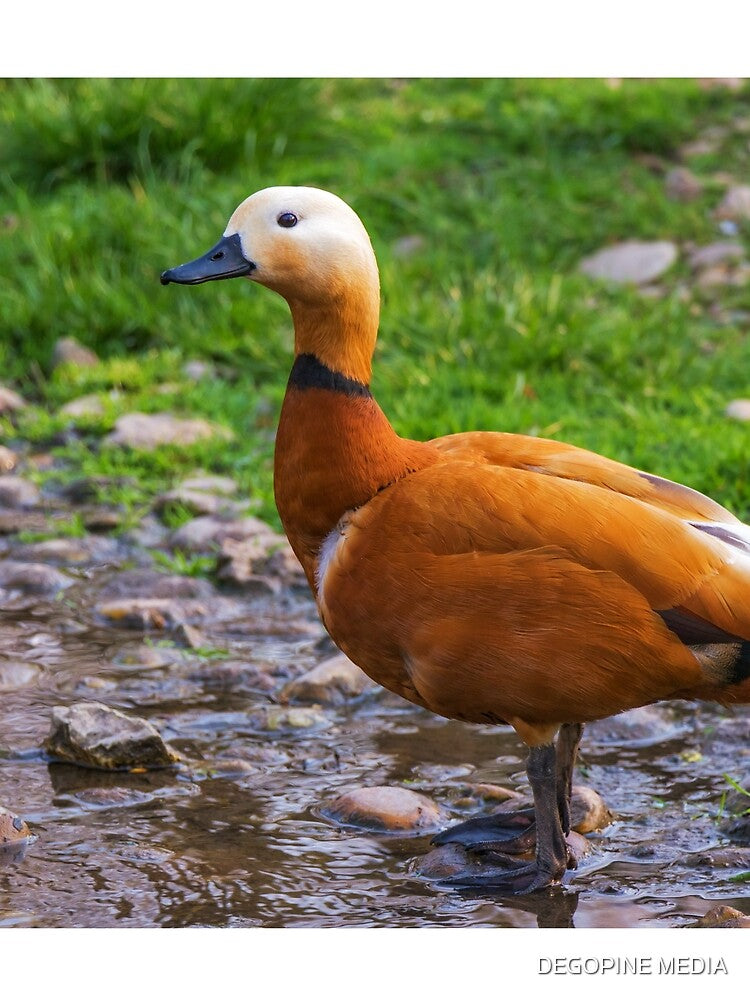 The wild goose by the water, photography design by DegoPine Art Studio