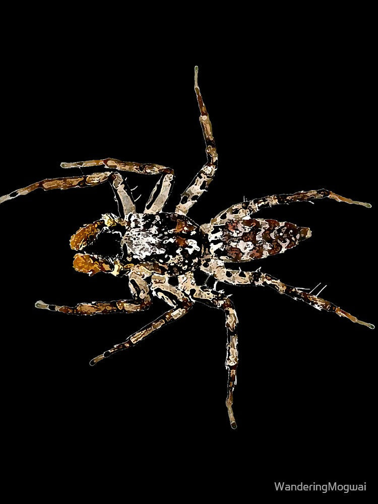Dimorphic Jumping Spider, Maevia inclemens by WanderingMogwai