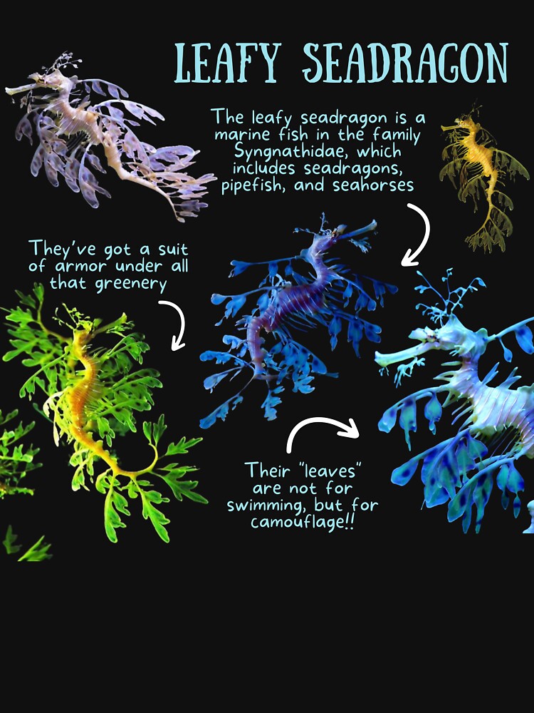 Leafy Seadragon Fun Fact by KyleNesas
