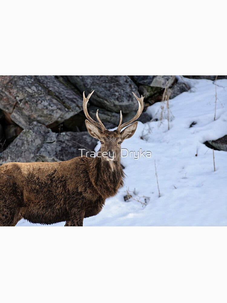 Red deer - Parc Omega, Montebello, PQ by Tracey Dryka