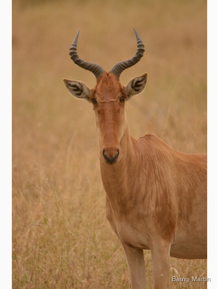 Hartebeest by Barny Martin