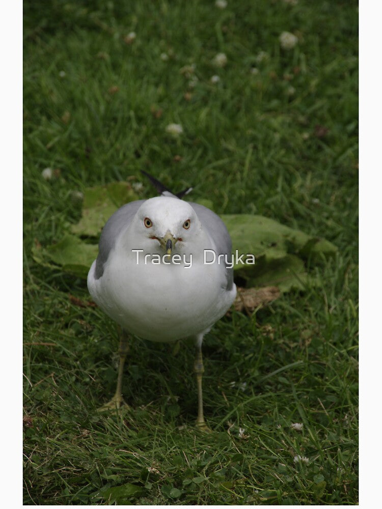 Don't mess with Me!!! - gulls, Ottawa, Ontario by Tracey Dryka
