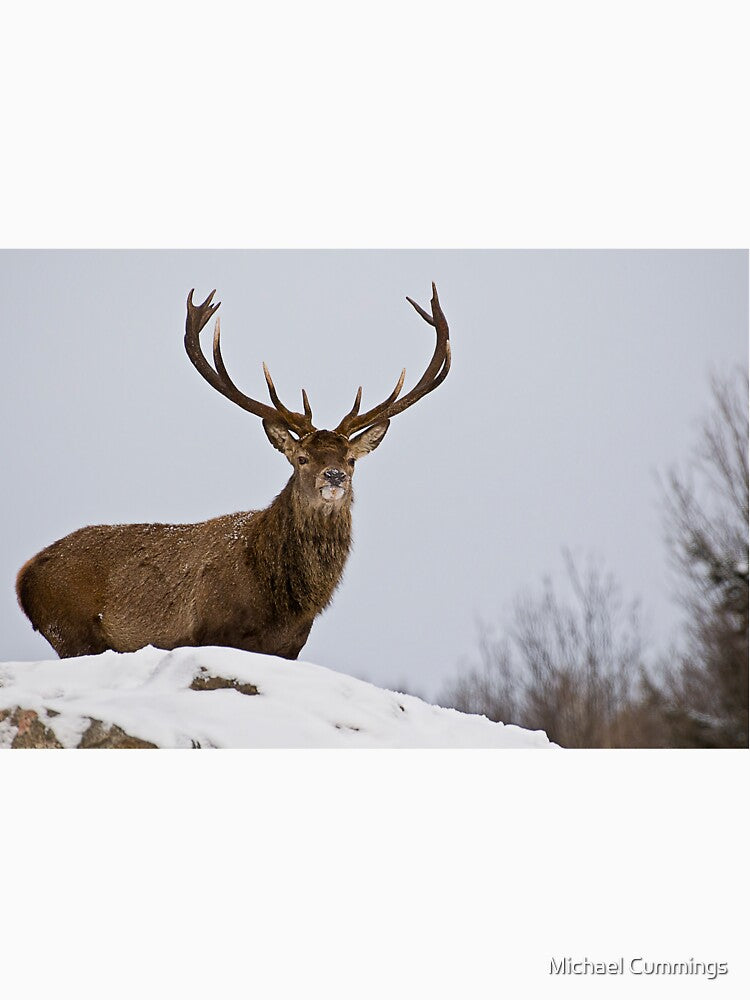 Elk On Hill by Michael Cummings
