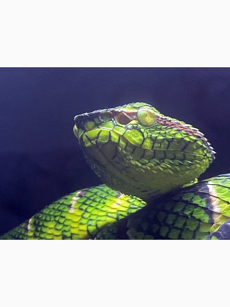 WAGLER'S PIT VIPER 1 by BOLLA67