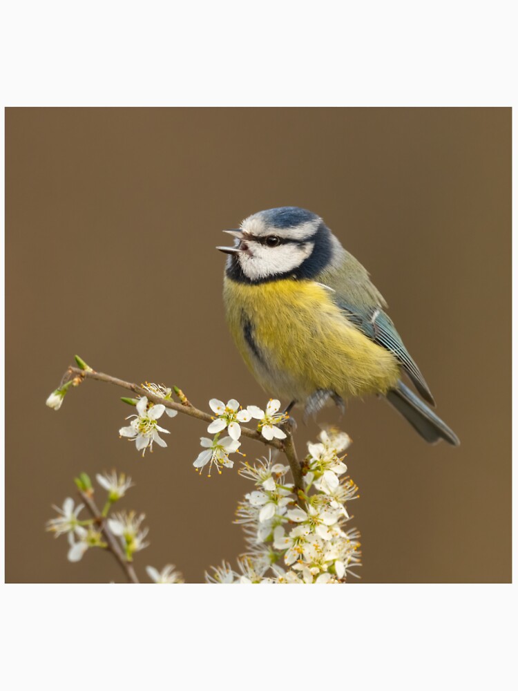 Blue tit singing by JackBranscombe