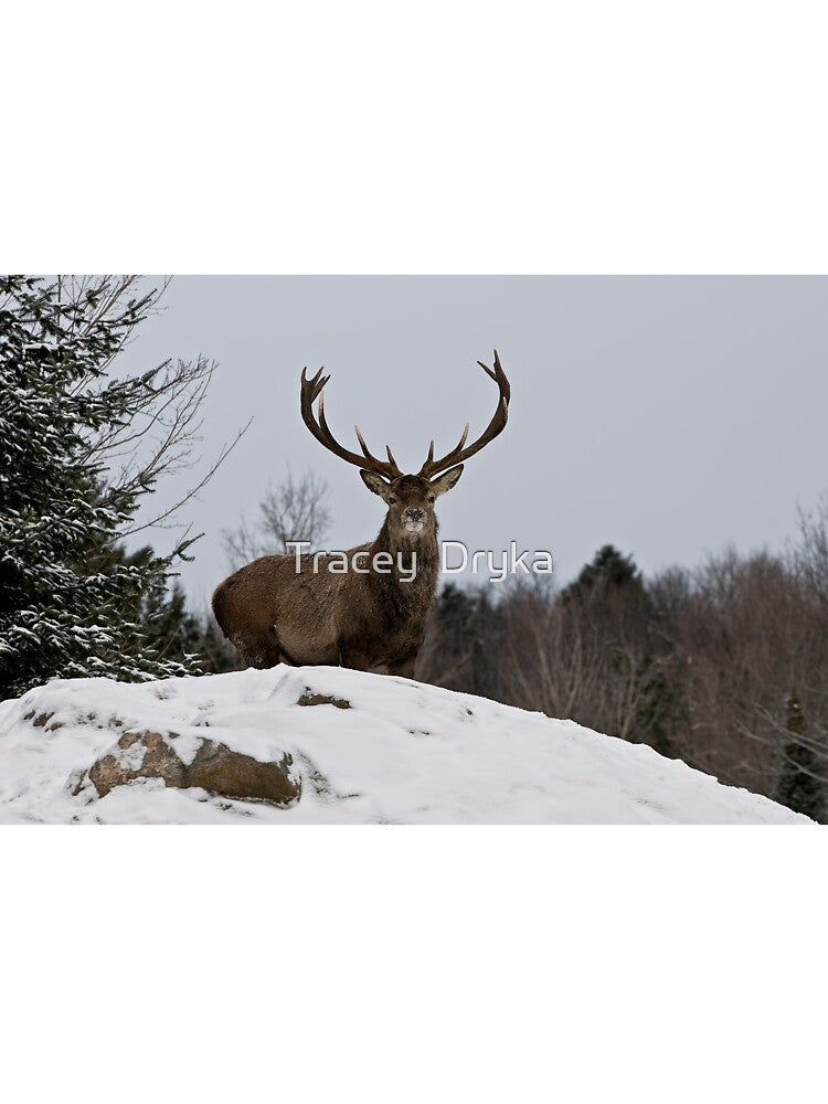 At Last!! by Tracey Dryka