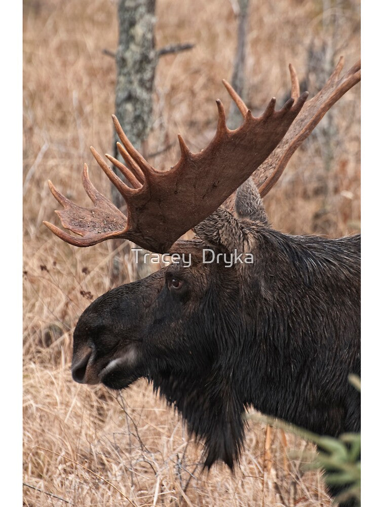 Bull moose - Algonquin Park, Ontario by Tracey Dryka