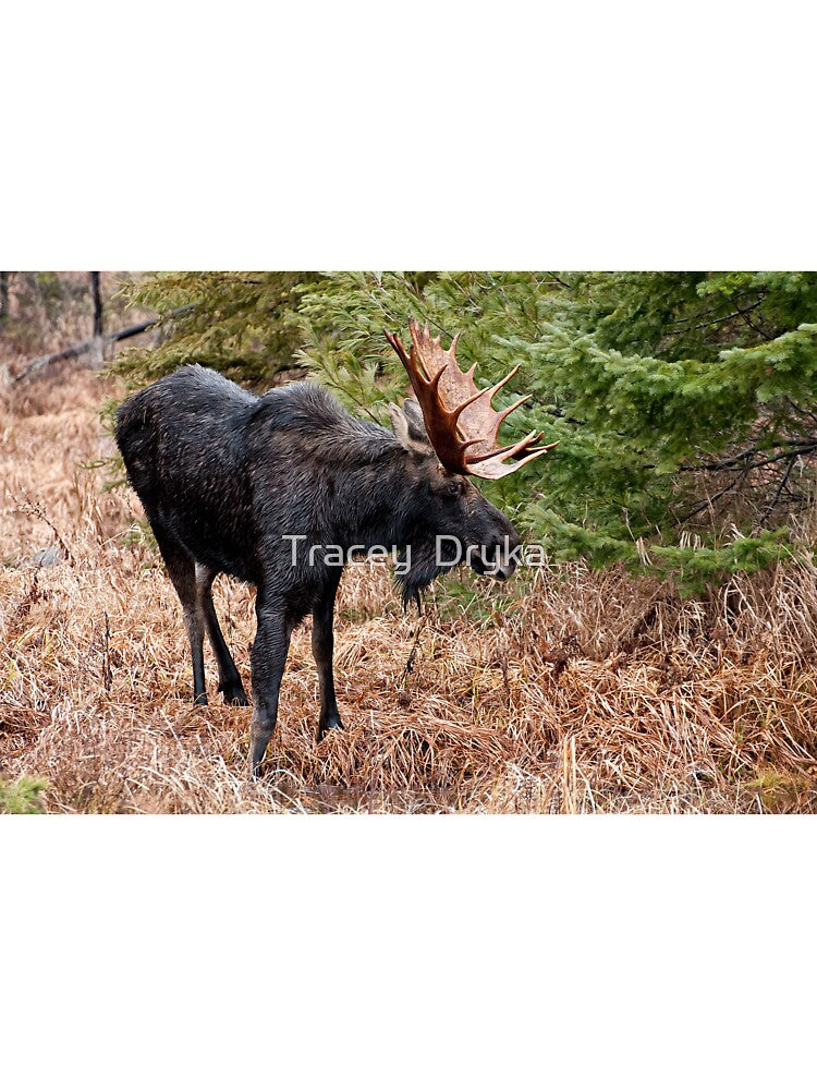 Bullwinkle - Algonquin Park, Ontario by Tracey Dryka