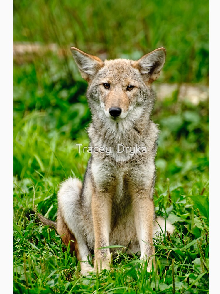 Coyotes - Parc Omega, Montebello, PQ by Tracey  Dryka