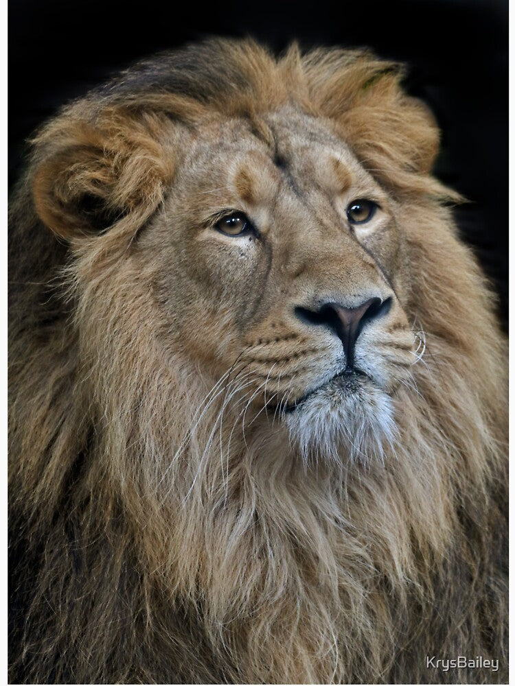 The King by Krys Bailey