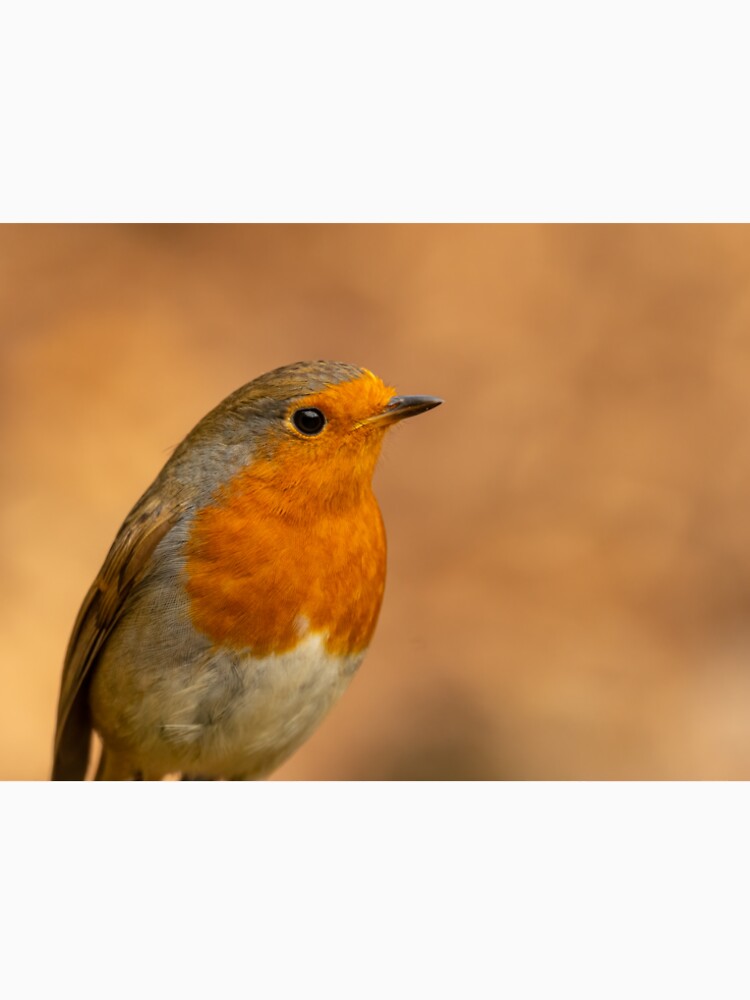 Close up Robin by JackBranscombe