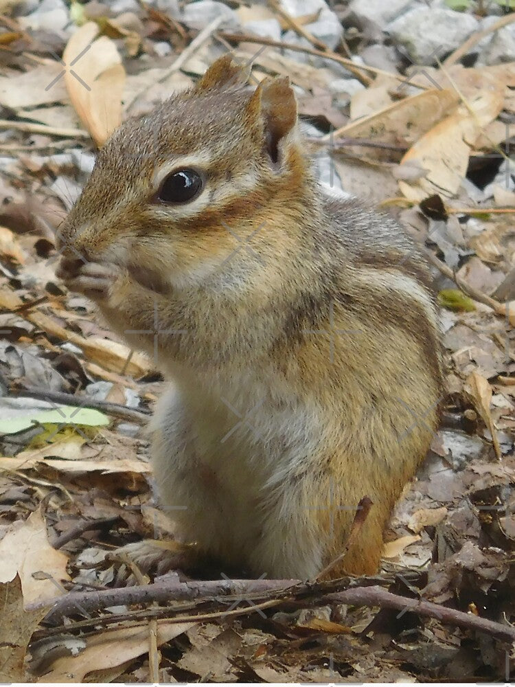 Chipmunk 2 by priesterjen