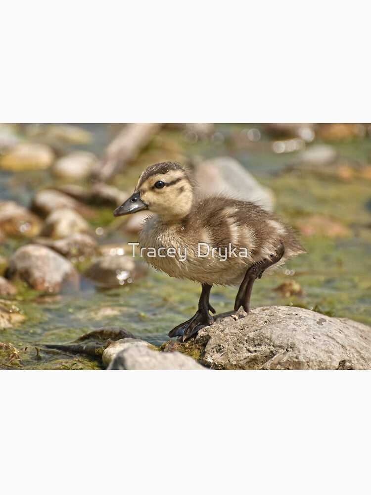 What's Quacking! by Tracey  Dryka