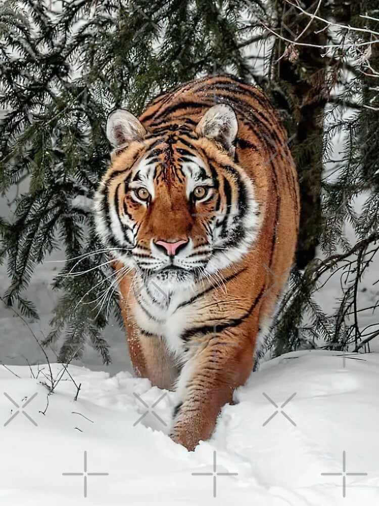 Siberian Amur Tiger by MorningFive