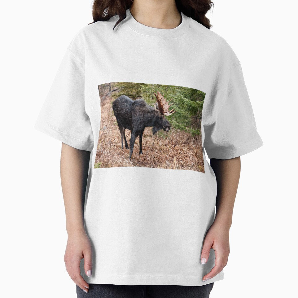 Bullwinkle - Algonquin Park, Ontario by Tracey  Dryka
